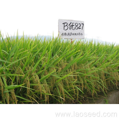 High quality natural Byou 827 rice